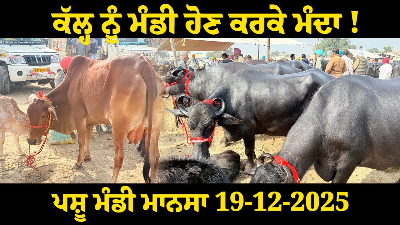 ਪਸ਼ੂ ਮੰਡੀ ਮਾਨਸਾ 19-12-2025 ਕੱਲ੍ਹ ਨੂੰ ਮੰਡੀ ਹੋਣ ਕਰਕੇ ਪੂਰਾ ਮੰਦਾ!@maandairyvlog5842 
