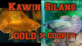 Review Kawin Silang Ikan Cupang Gold x Cooper.
