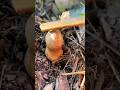 Необычные грибы России😱 Звуки грибов. Вольвариелла шелковистая.Volvariella bombycina. Стук по грибам