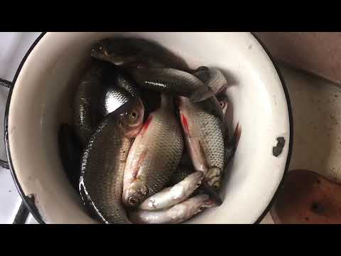 Как готовить шпроты в домашних условиях из речной рыбы