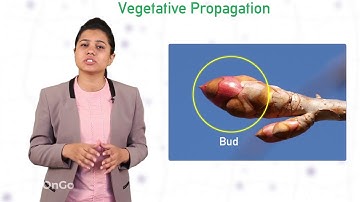 How do Organisms Reproduce - 6 | Types of Asexual Reproduction - Vegetative Propagation | Class 10