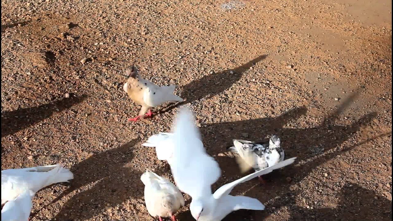 Feeding birds gone wild in Hawaii YouTube
