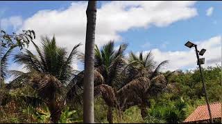 Onde Minhas Aves Voam?Tem Ponto De Fuga?