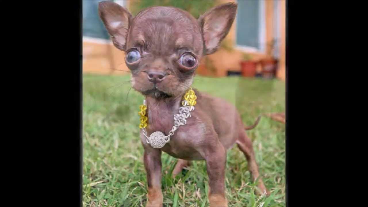 Юмор про собак. Смешные щенки. Чихуахуа. У меня такая собачка. У меня такая собачка.