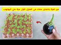 طريقة زراعة الباذنجان في كرتونة البيض بطريقة مبتكرة