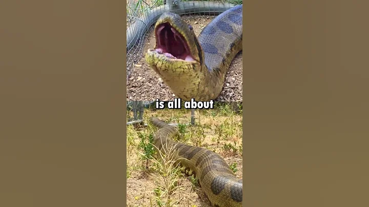 Anaconda vs Python #shorts