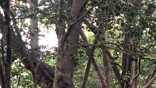 木々を飛び回る台湾リス