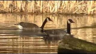 Canada geese honking calling swimming High Park Grenadier Pond Toronto Canada