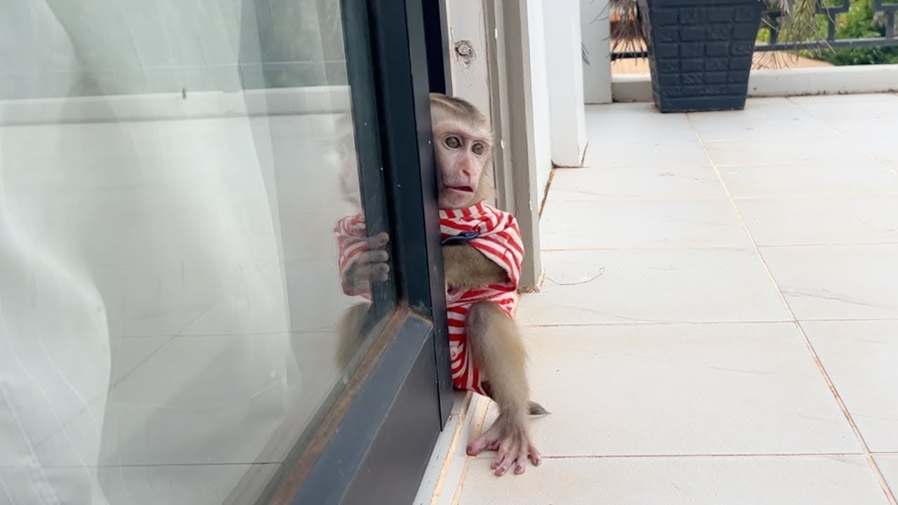 Pity BB Jelly Hug The Door Scared Bird Outdoor Not Dare To Get Balcony