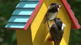 2026 04 27 Black-capped Chickadees Building Nest Day 1