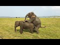 Elephant Intercourse In Minneriya National Park Sri Lanka 