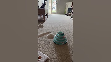 Cat plays fetch! 😮 (very impressive unedited footage) #catshorts #fetch #training #catvideos #cats