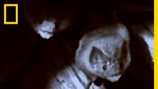 Vampire Bats | National Geographic