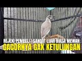 SANGAT LUAR BIASA BURUNG INI SAMPAI GACOR DOR GITU ! PANTESAN JADI INCARAN JUTAAN ORANG !