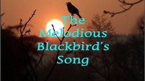 The Melodious Blackbird