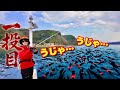 【イカ流星群】もう釣れてる❗️ありとあらゆるイカの群れに特別なエギを投げ込むと…