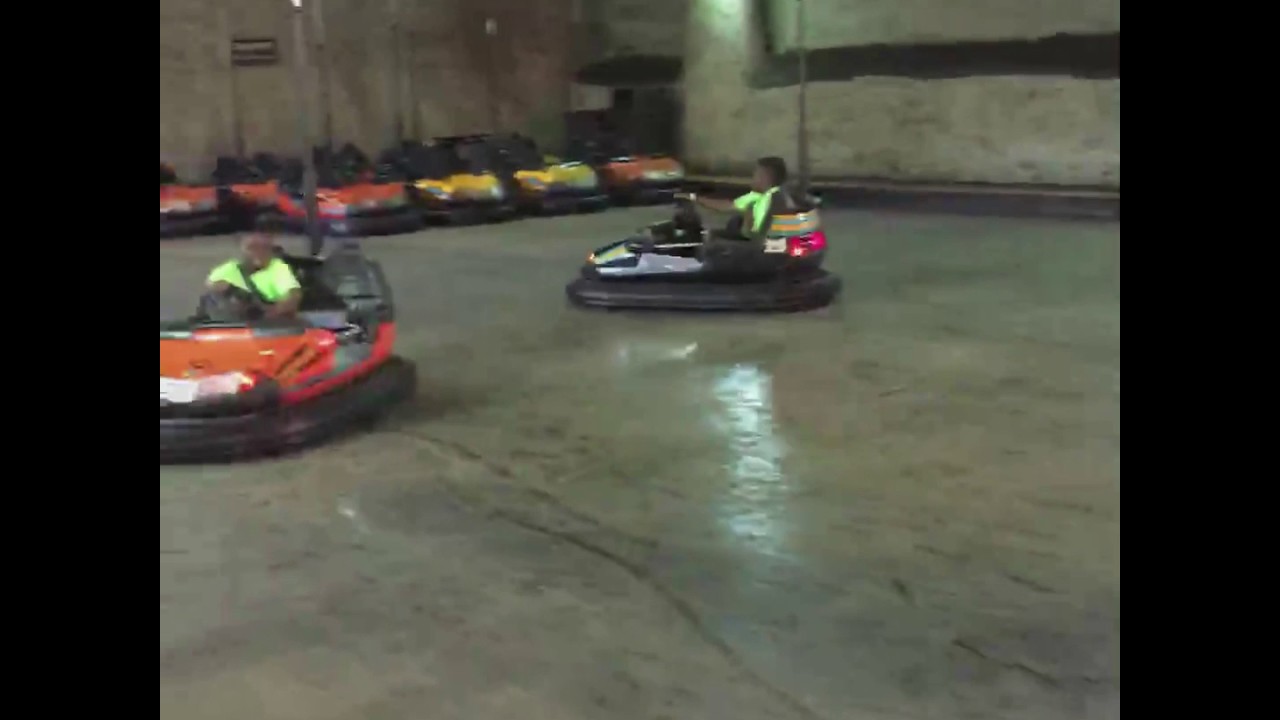 Bears Driving Bumper Cars at Busch Gardens YouTube