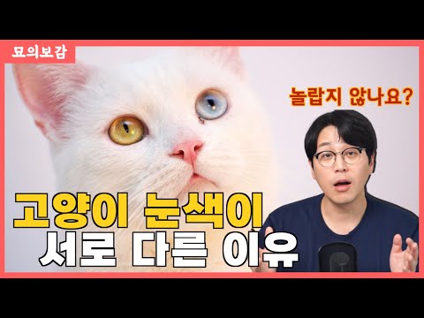 | 고양이 &amp;quot;<strong>오드</strong> 아이&amp;quot;의 숨겨진 진실