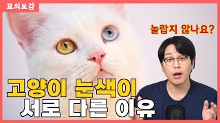 서로 다른 고양이 눈색깔의 비밀 ? | 고양이 '오드 아이'의 숨겨진 진실