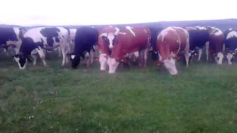 Jaké jsou barvy jalovica čínského?