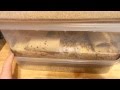 Self cleaning mealworm bins (New Idea) (How to part 8)