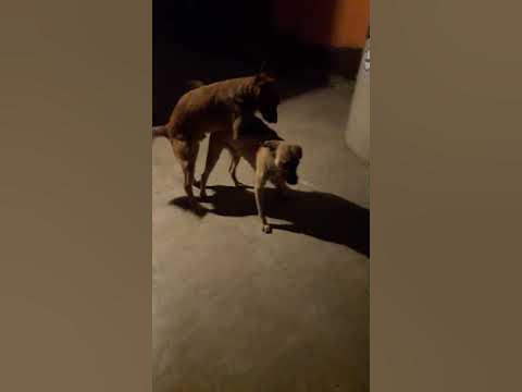 Mas vale perro sanxe por perro que por sanxe