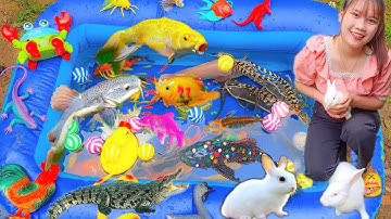 Làm Bể Cá Cùng Chị Thỏ, Thấy Thỏ Con Và Cá Sấu Đang Ăn Ngời Vườn