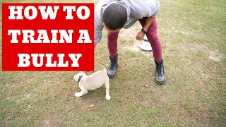 How To Train A Bully Puppy