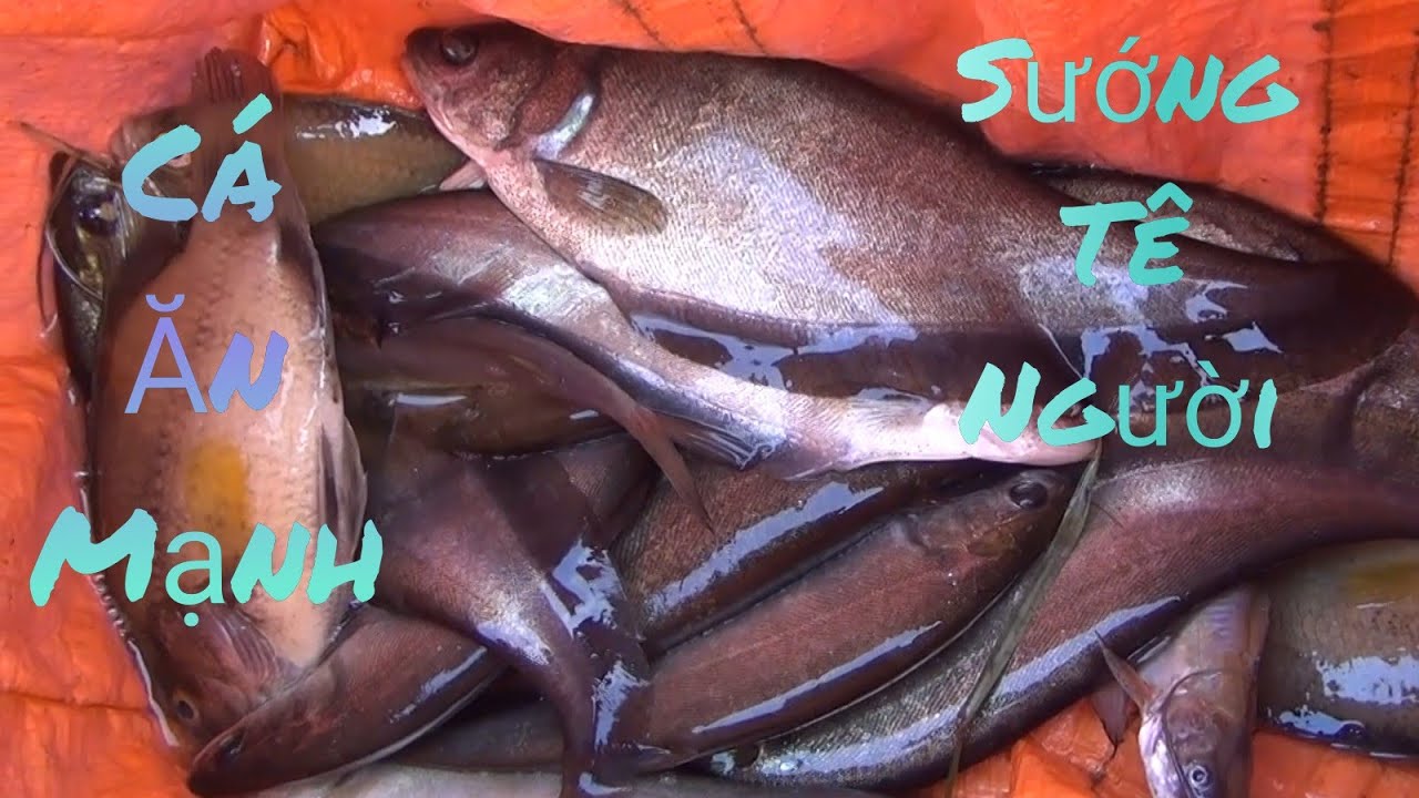 ĐỈNH CAO Trong Làng Nghề Cần Thủ Câu Cá Thác Lác LÀ ĐÂY ❓❕  | GÒ CÔNG TV