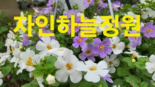 5월1일#자인하늘정원#경산시 자인면 단리198-1#택배주문010-4526-6899#흑진주#겹사피니아#족두리#리스본#솔채#리갈제라늄#고광나무#디기탈리스#후쿠샤