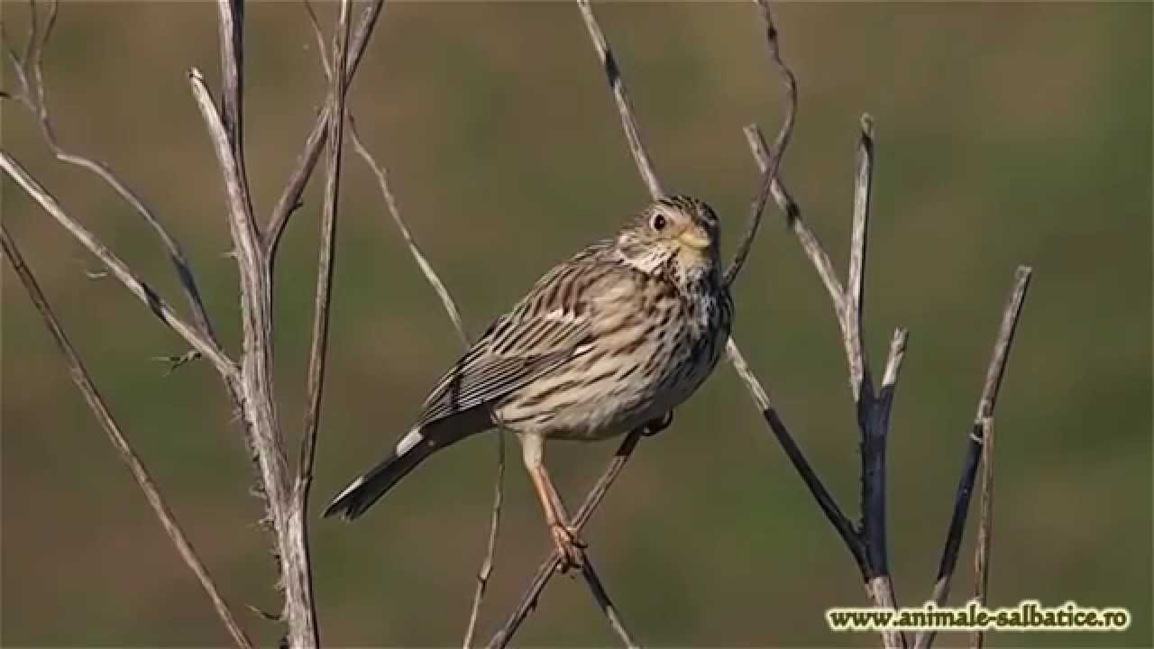 Corn bunting singing \ Presura sura cantand