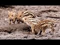 Baby Wildschweine Frischlings Alarm In Glücksburg Baby Wildschweine Frischlings Alarm In Glücksburg