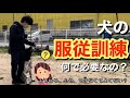 【犬のしつけ】服従訓練って何で必要?~徹底解説します!~