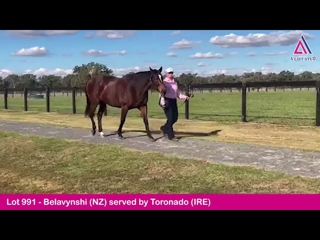 Lot 991-Belavynshi(NZ) served by Toronado(IRE)-2022 GoldCoast National Broodmare Sale Magic Millions