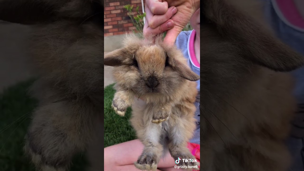 Bunno Floppity Woppity Anatomy Tik Tok Grizzly Bane0 Youtube