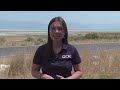 Summer heat pushes Antelope Island bison to cooler areas