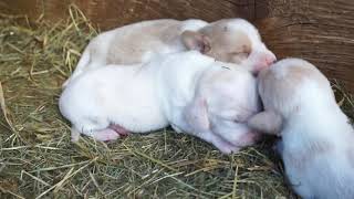 10 day old LEMON Yellow BEAGLE PUPPIES!  Emma x Crockett litter