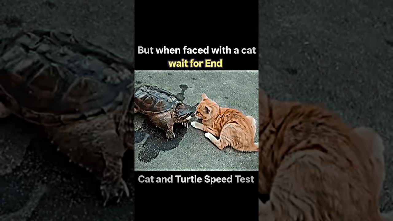 Cat and Turtle Speed ​​Test 