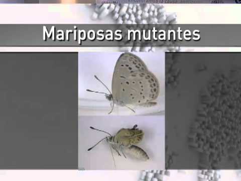 Vídeo: Se Encontraron Mariposas Mutantes En Siberia. - Vista Alternativa