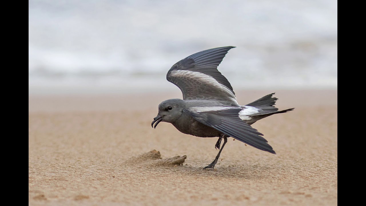 Oceanodroma leucorhoa