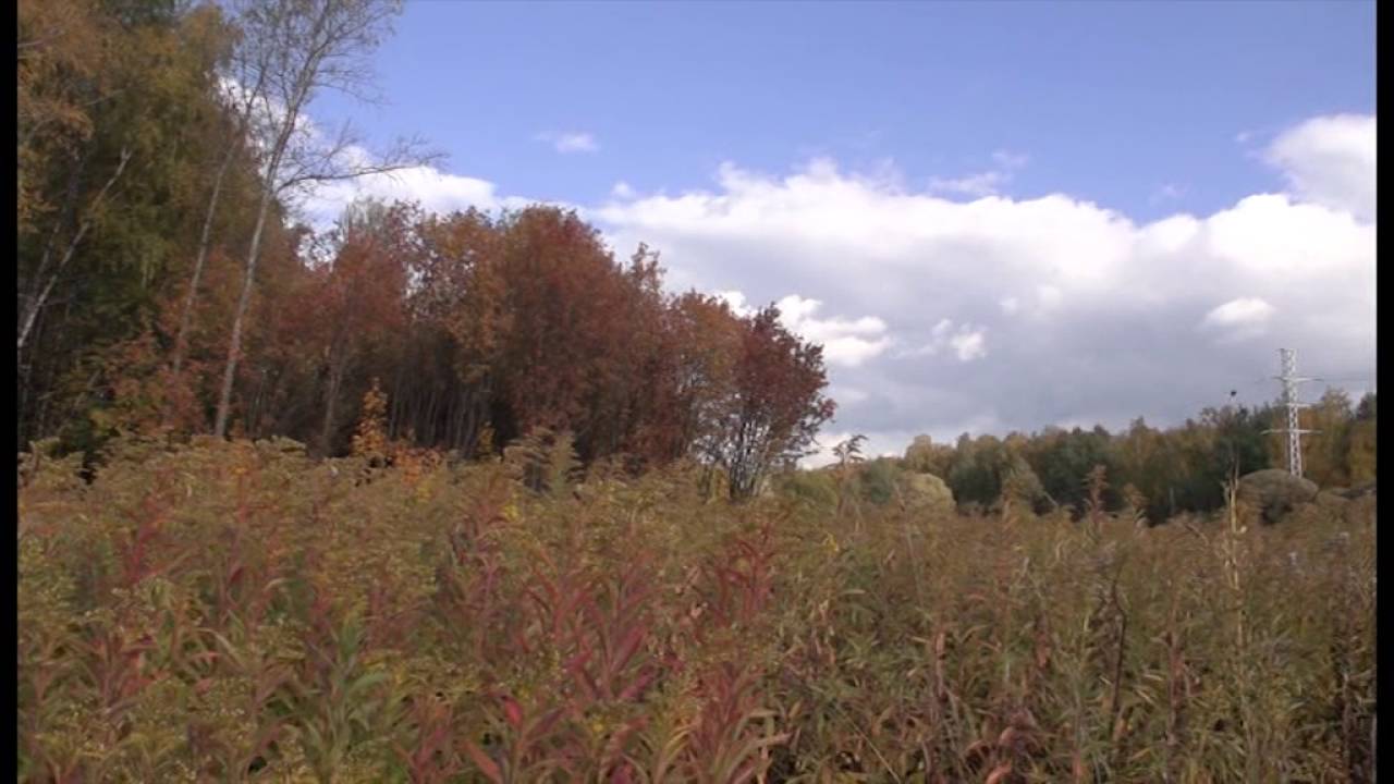 Александр Кибкало, автор-исполнитель. \"Дума\" - YouTube