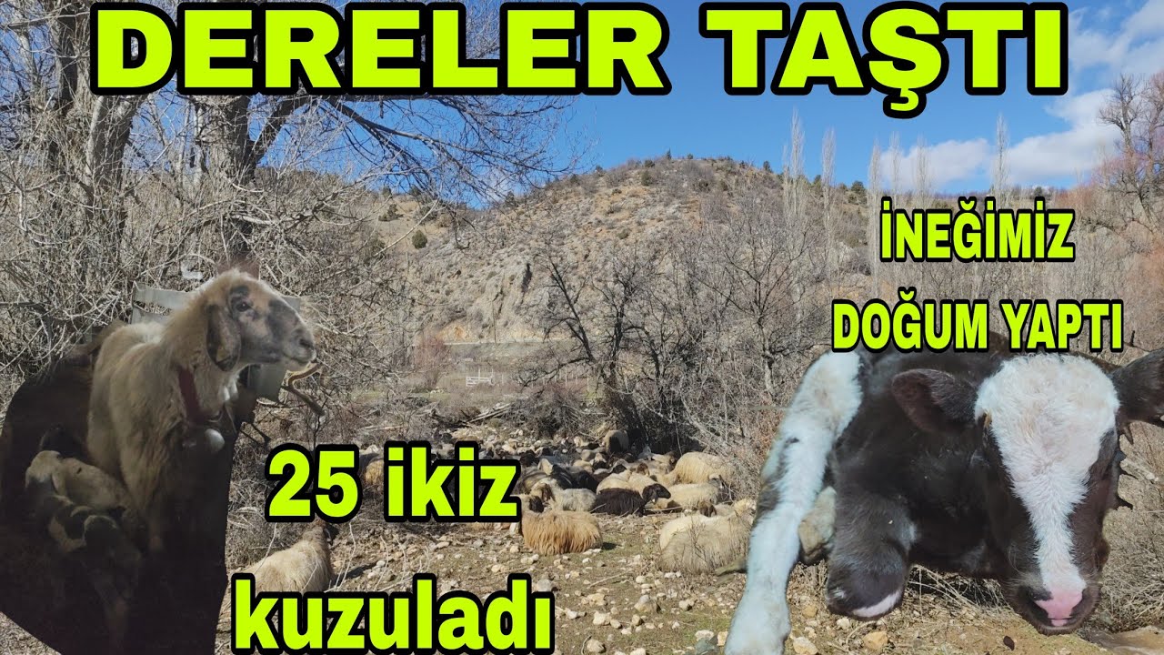 YAĞMUR LA BİRLİKTE DERELER TAŞTI ORTALIĞI SEL GÖTÜRDÜ 25 BİR SENE ARADAN SONRA İKİZ KUZULADI 