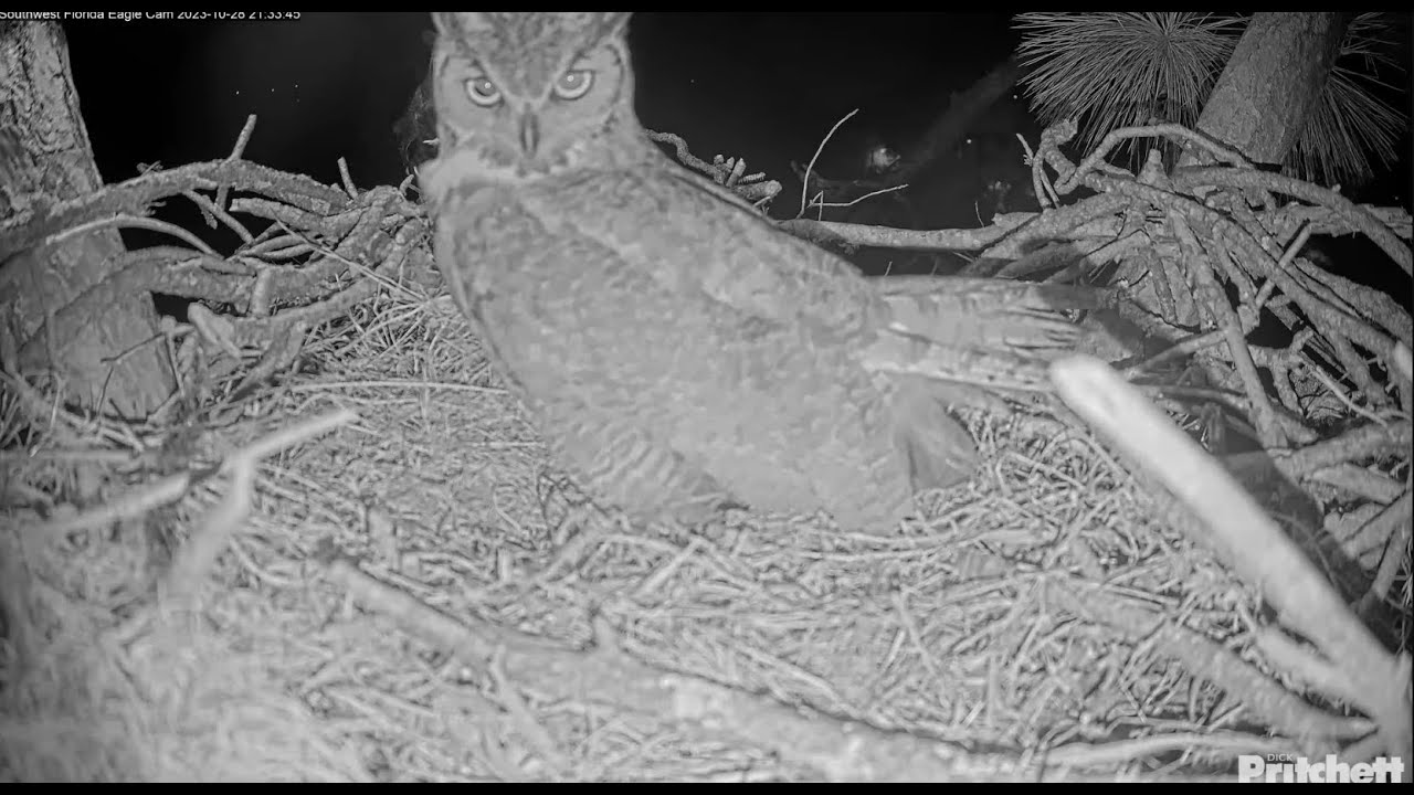 SWFL Eagles Great Horned Owls Nightly Visits To Nest Continue! Duet Hooting! ♫ 10.28.23 YouTube