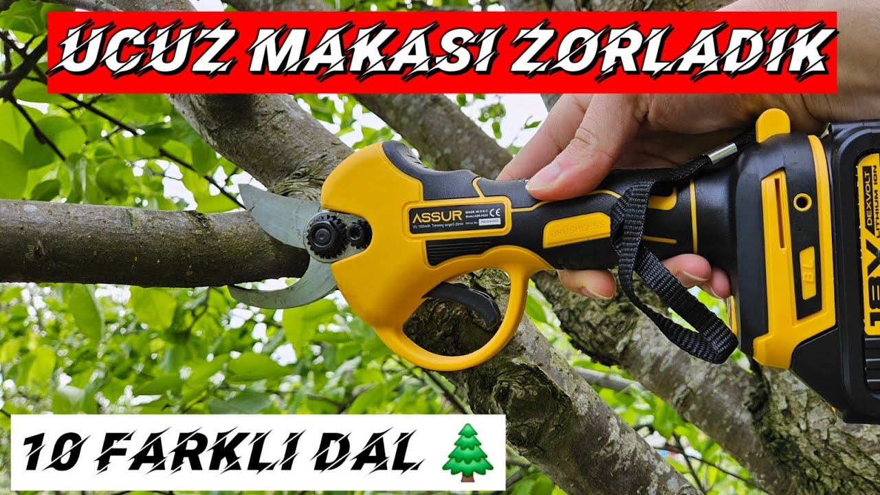 Ucuz şarjlı budama makası: On farklı ağaç türünde test! tüm gerçekler