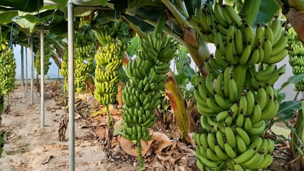 Καλλιέργεια  μπανάνας στην Άρβη. Μάθετε για την μπανάνα   από έναν ειδικό. Μπανιέτος