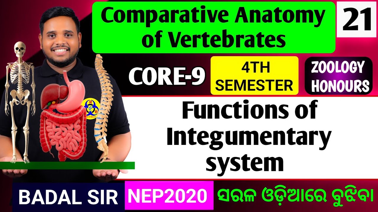 Functions of Integument|Zoology honours core9|Comparative Anatomy of Vertebrates|Zoology honours 