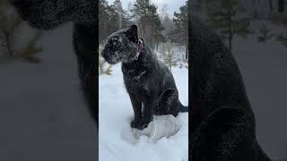 Panthers In The Snow 👀