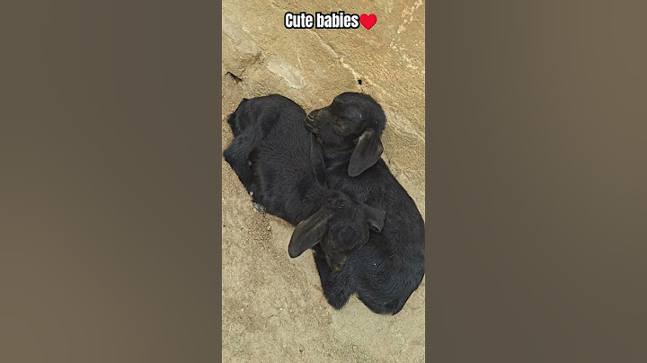 Cutee goat 🐐 babies #babies #goat #goatbabies #rowdybaby #telgu#zeenews#watsappstatus#viralvideo