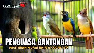 🔴SANG PENGUASA GANTANGAN TERBAIK - CUCAK CUNGKOK KAPAS TEMBAK JENGGOT cocok buat murai batu ijo
