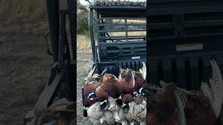 Upland Hunting At 5J Ranch